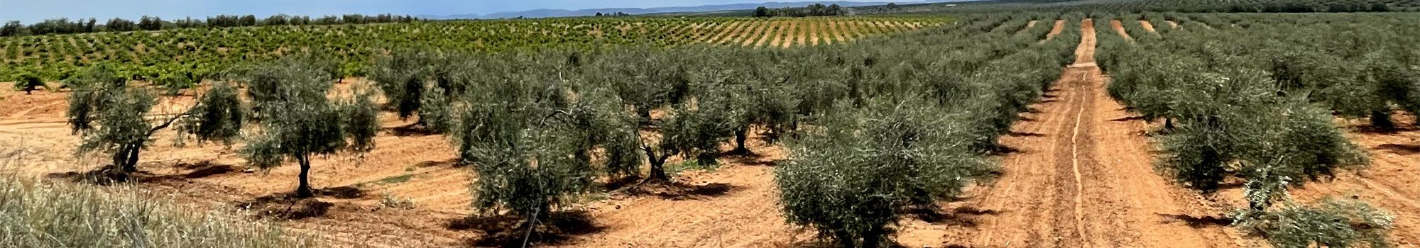 Gran oferta de solares y terrenos en Ronda. Juan Manuel Rodriguez Guerrero en Ronda